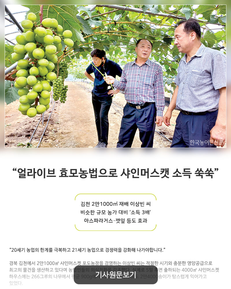 얼라이브 효모농법으로 샤인머스켓 소득 쑥쑥