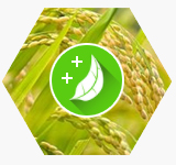 농작물 생태 강화기능